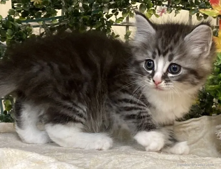 おくやん 様のお迎えした子猫