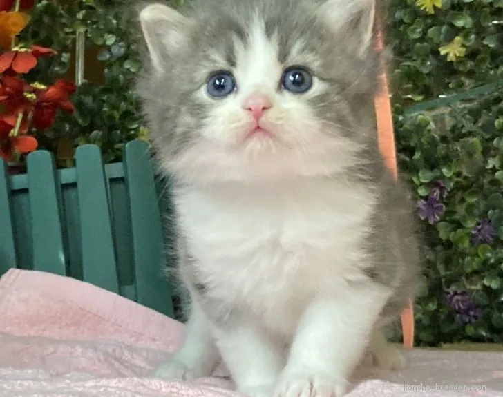 ID:2011-01952の子猫