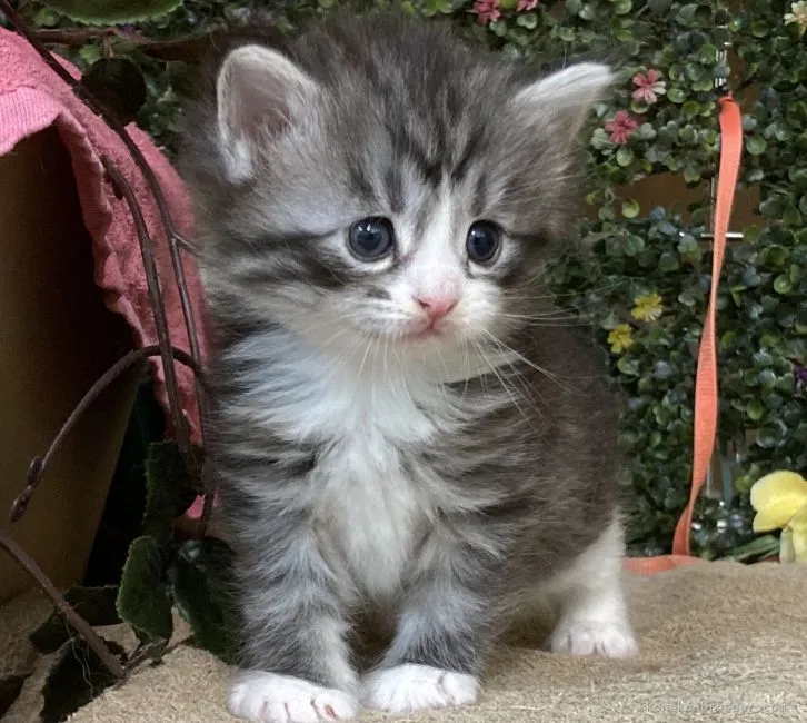 ID：2104-01882の子猫