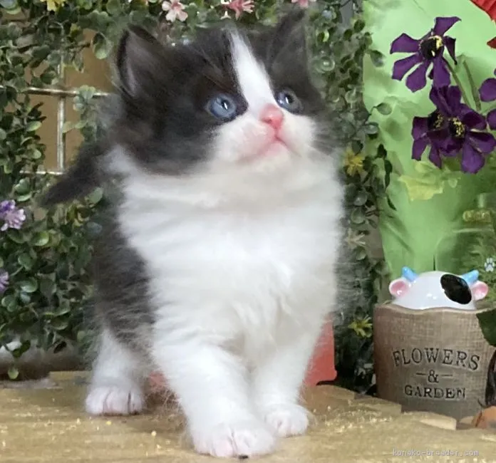 ID:2011-01955の子猫