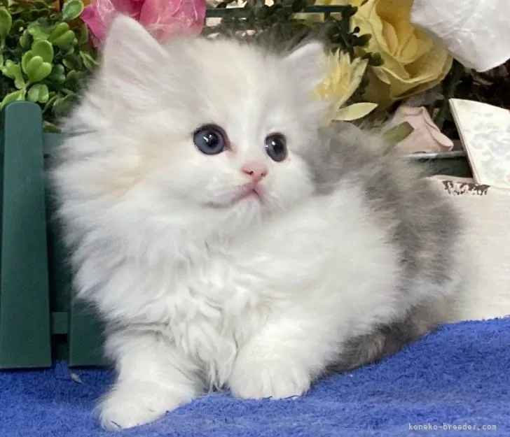 ID:2202-01267の子猫