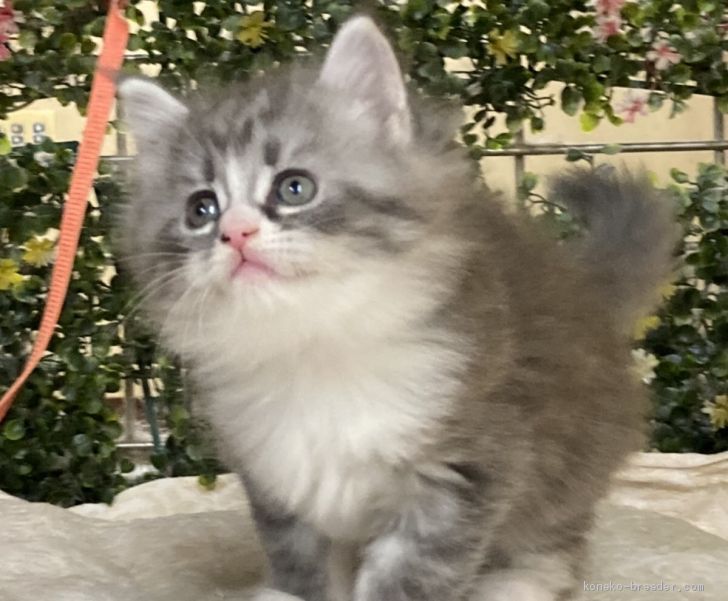 サイベリアン 東京都 女の子 年9月21日 ブルータビー ホワイト 猫アレルギーの方も注目 可愛いく賢く穏やか みんなの子猫ブリーダー 子猫id 10