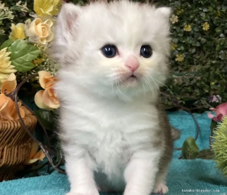 ID：2102-00763の子猫