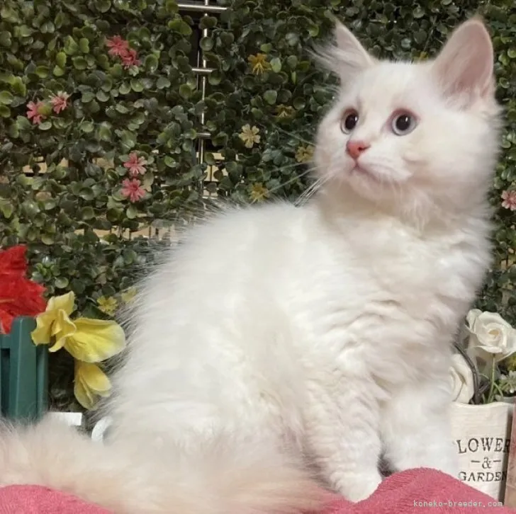 ID:2308-01290の子猫