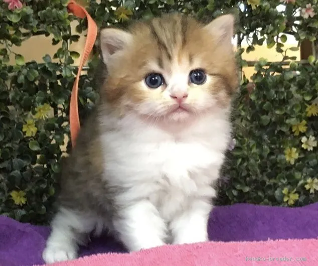 ID：2008-01540の子猫