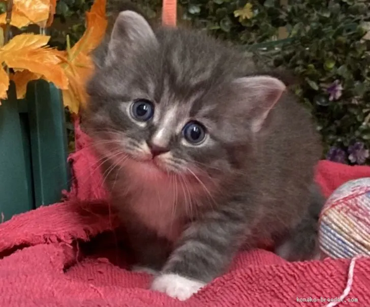 ID：2010-01693の子猫