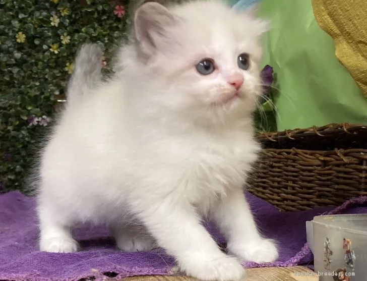 エイコ 様のお迎えした子猫