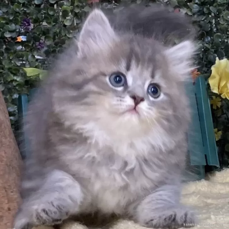 ID：2409-03099の子猫