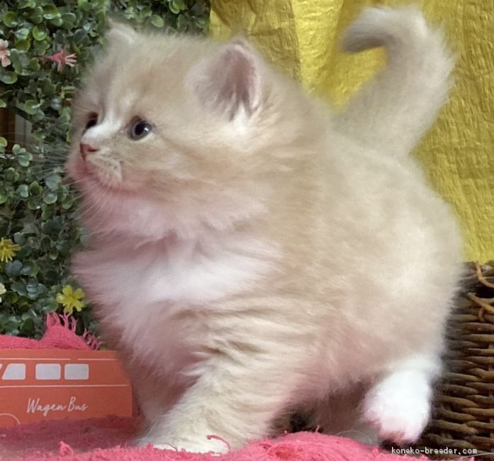 よぼち 様のお迎えした子猫