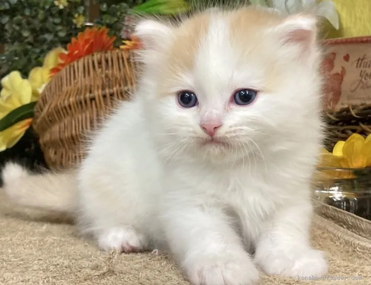 ID：2104-01840の子猫