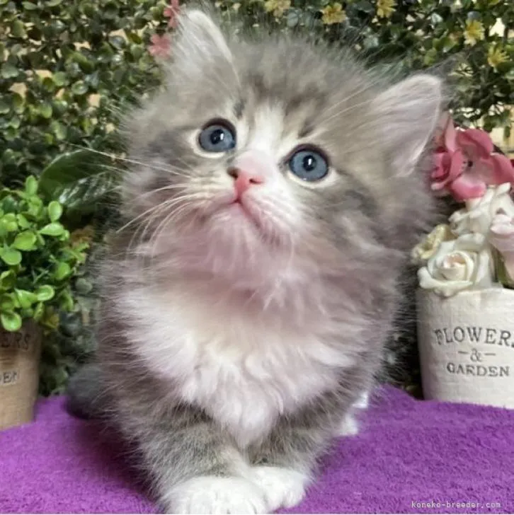 ID：2302-00828の子猫