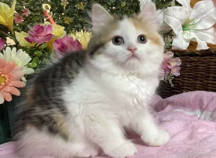 ID：2202-01269の子猫