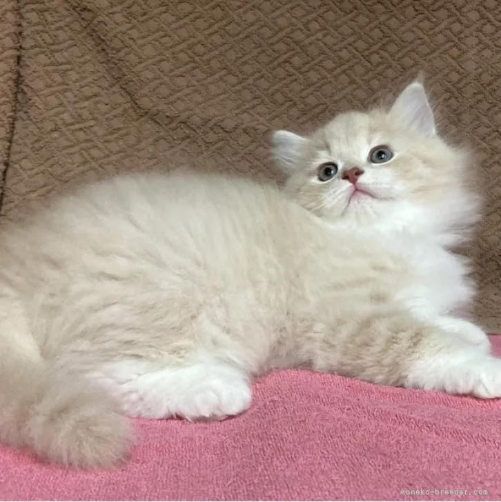 ID:2304-02468の子猫