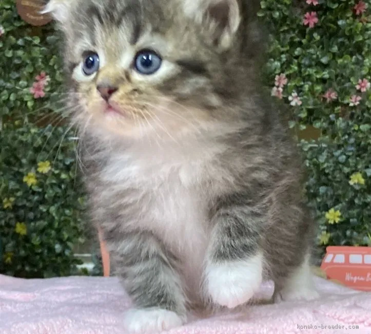 mi 様のお迎えした子猫