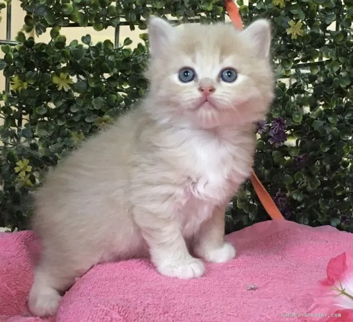 ID：2008-00252の子猫