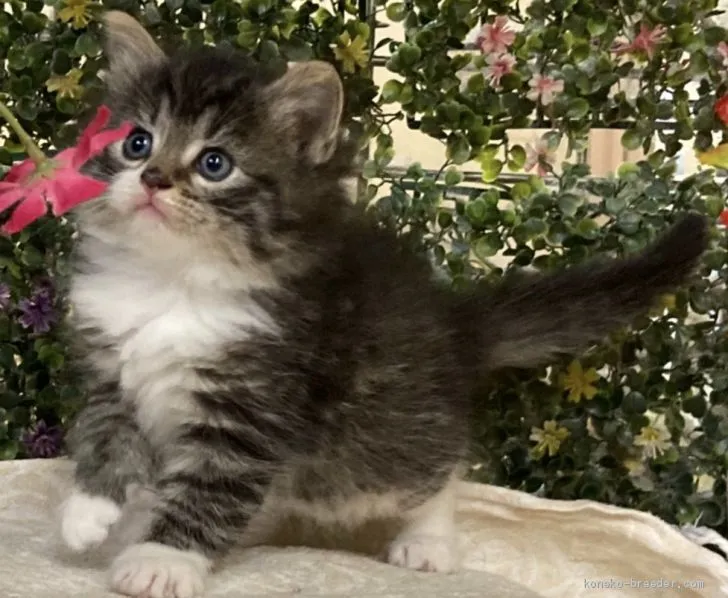 amefu 様のお迎えした子猫