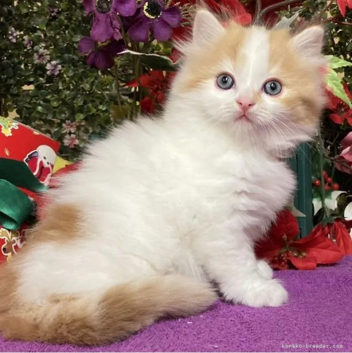 ID：2212-00269の子猫