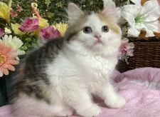 ラガマフィン【東京都・女の子・2022年1月10日・】の写真1「生後75日に撮影しました。」