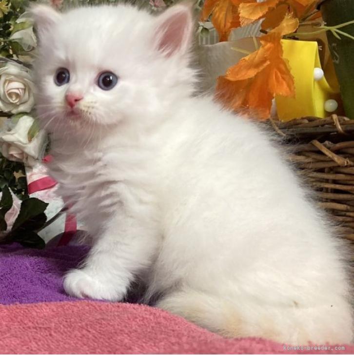k.i 様のお迎えした子猫