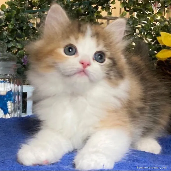 C.K 様のお迎えした子猫