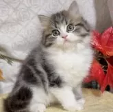 サイベリアン【東京都・女の子・2024年10月18日・ブラウンタビー&ホワイト】の写真2「生後56日に撮影しました。」