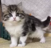 サイベリアン【東京都・女の子・2024年10月18日・ブラウンタビー&ホワイト】の写真3「生後42日に撮影しました。」