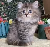 サイベリアン【東京都・女の子・2024年8月17日・ブラウンタビー】の写真3「生後49日に撮影しました。」