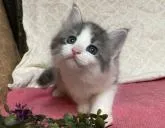 サイベリアン【東京都・男の子・2023年1月31日・ブルー&ホワイト】の写真4「生後39日に撮影しました。」