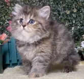 サイベリアン【東京都・女の子・2024年8月17日・ブラウンタビー】の写真5「生後42日に撮影しました。」