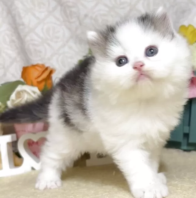 猫アレルギー氏 サイベリアン【東京都・男の子・2025年8月9日・ブラウンタビー