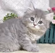 サイベリアン【東京都・男の子・2025年7月26日・ブルータビー】の写真2「生後58日に撮影しました。」