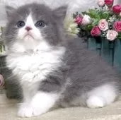 ラガマフィン【東京都・男の子・2025年7月28日・ブルー&ホワイト】の写真6「生後53日に撮影しました。」