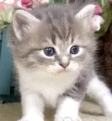 サイベリアン【東京都・女の子・2025年8月25日・ブルータビー&ホワイト】の写真15「生後36日に撮影しました。」