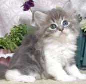 サイベリアン【東京都・女の子・2025年8月25日・ブルータビー&ホワイト】の写真9「生後47日に撮影しました。」