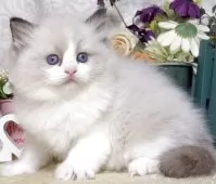 ラグドール【東京都・女の子・2025年9月1日・シールポイントバイカラー】の写真8「生後41日に撮影しました。」