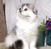 サイベリアン【東京都・女の子・2025年8月9日・キャリコ(三毛猫)】の写真6「生後89日に撮影しました。」