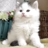 サイベリアン【東京都・男の子・2025年8月9日・ブラウンタビー&ホワイト】の写真7「生後45日に撮影しました。」