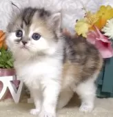 サイベリアン【東京都・女の子・2025年8月9日・キャリコ(三毛猫)】の写真15「生後35日に撮影しました。」