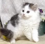 サイベリアン【東京都・男の子・2025年8月9日・ブラウンタビー&ホワイト】の写真2「生後63日に撮影しました。」