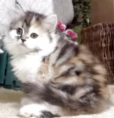 サイベリアン【東京都・女の子・2025年8月9日・キャリコ(三毛猫)】の写真9「生後63日に撮影しました。」