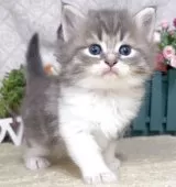 サイベリアン【東京都・女の子・2025年8月25日・ブルータビー&ホワイト】の写真12「生後36日に撮影しました。」