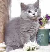 ラガマフィン【東京都・男の子・2025年7月28日・ブルー】の写真5「生後76日に撮影しました。」