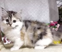 サイベリアン【東京都・女の子・2025年8月9日・キャリコ(三毛猫)】の写真7「生後89日に撮影しました。」