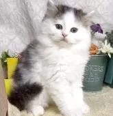 サイベリアン【東京都・男の子・2025年8月9日・ブラウンタビー&ホワイト】の写真3「生後63日に撮影しました。」