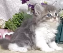 サイベリアン【東京都・女の子・2025年8月25日・ブルータビー&ホワイト】の写真11「生後47日に撮影しました。」