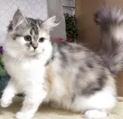 サイベリアン【東京都・女の子・2025年8月9日・キャリコ(三毛猫)】の写真2「生後125日に撮影しました。」