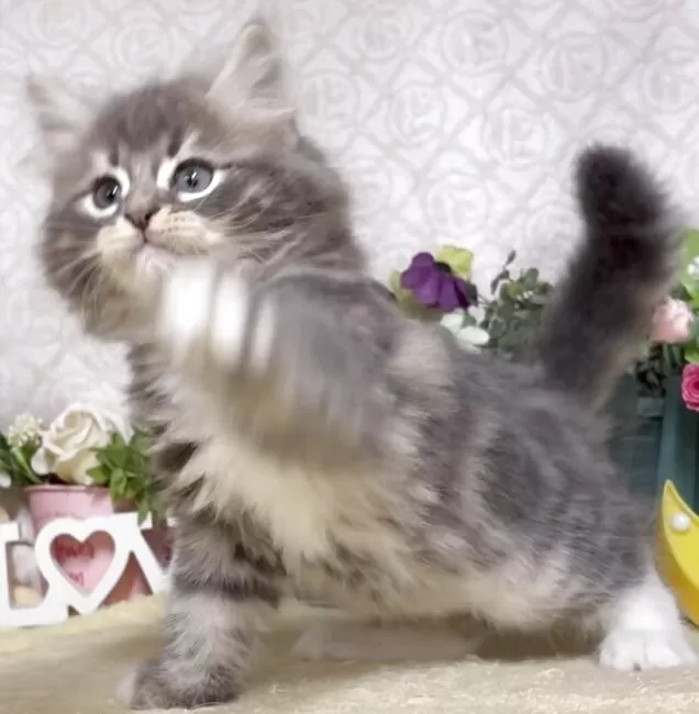 サイベリアン【東京都・男の子・2025年8月25日・ブルータビー&ホワイト