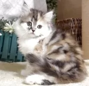 サイベリアン【東京都・女の子・2025年8月9日・キャリコ(三毛猫)】の写真11「生後63日に撮影しました。」