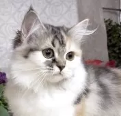 サイベリアン【東京都・女の子・2025年8月9日・キャリコ(三毛猫)】の写真3「生後125日に撮影しました。」