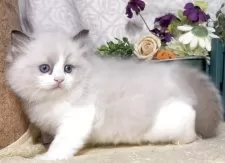 ラグドール【東京都・女の子・2025年9月1日・シールポイントバイカラー】の写真11「生後41日に撮影しました。」